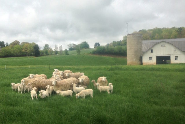 农场的羊,羊