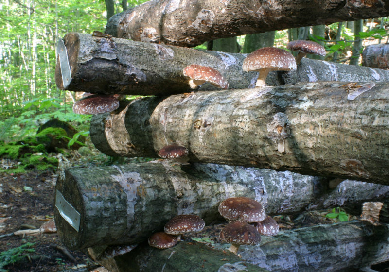 香菇生长在橡树日志